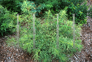 Picture of Sambucus nigra 'Linearis'