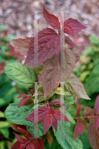 Picture of Spiraea japonica 'Macrophylla'