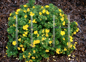 Picture of Potentilla fruticosa 'Dakota Goldspot'