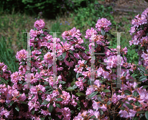 Picture of Rhododendron (subgenus Rhododendron) 'Aglo'
