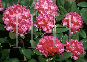 Picture of Rhododendron x 'Genevieve Schmidt'