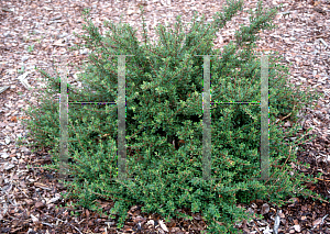 Picture of Cotoneaster microphyllus 'Emerald Spray'
