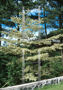 Picture of Cornus controversa 'Variegata'