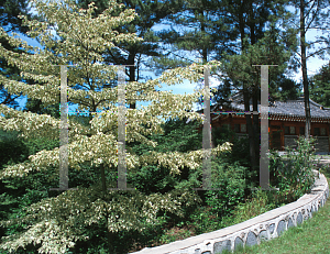 Picture of Cornus controversa 'Variegata'