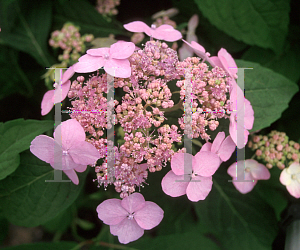 Picture of Hydrangea serrata 'Miranda'