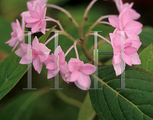 Picture of Hydrangea serrata 'Midoriboshi Temari'