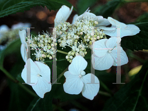 Picture of Hydrangea serrata 'Shirofugi'