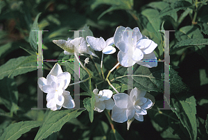 Picture of Hydrangea serrata 'Kiyosumi'