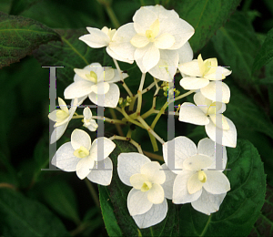 Picture of Hydrangea serrata 'Shirotae'