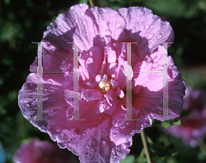 Picture of Hibiscus syriacus 'Notwoodone(Lavender Chiffon)'