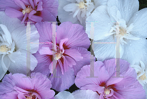 Picture of Hibiscus syriacus 'Notwoodone(Lavender Chiffon)'