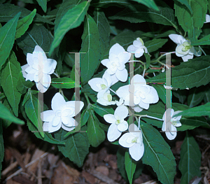 Picture of Hydrangea serrata 'Shirofugi'