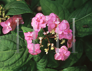 Picture of Hydrangea serrata 'Miyama Yac Muroski'