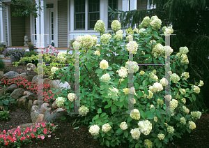 Picture of Hydrangea paniculata 'Limelight'