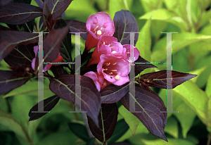 Picture of Weigela florida 'Alexandra (Wine & Roses)'