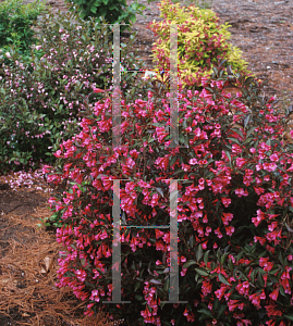 Picture of Weigela florida 'Alexandra (Wine & Roses)'