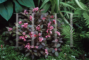 Picture of Weigela florida 'Elvera(Midnight Wine)'