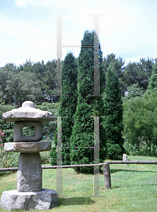 Picture of Thuja occidentalis 'Mylonniana'