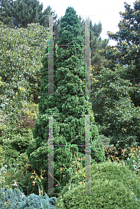 Picture of Thuja occidentalis 'Holmstrup'