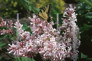 Picture of Syringa x tribrida 'Lark Song'