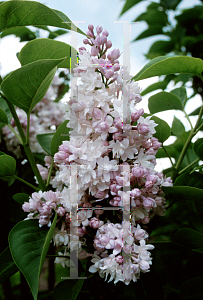 Picture of Syringa vulgaris 'Beauty of Moscow'