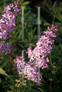 Picture of Syringa vulgaris 'Romance'