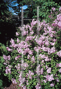 Picture of Syringa meyeri 'Palibin'