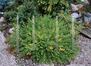 Picture of Lespedeza bicolor 'Yakushima'