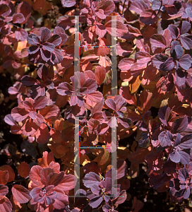 Picture of Spiraea betulifolia 'Tor'