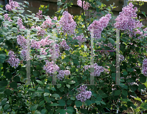 Picture of Syringa x 'Josee'