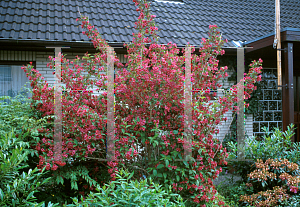 Picture of Weigela florida 'Bristol Ruby'