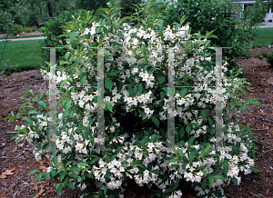 Picture of Weigela florida 'White Knight'