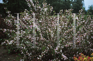 Picture of Weigela florida 'Boskoop Glory'