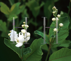 Picture of Exochorda serratifolia 'Snow White'