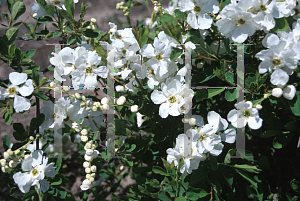 Picture of Exochorda x macrantha 'The Bride'