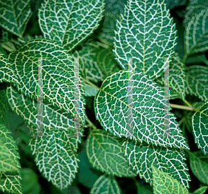 Picture of Forsythia viridissima var. koreana 'Kumsun'