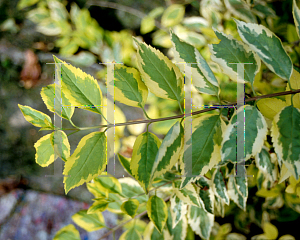 Picture of Forsythia viridissima var. koreana 'Seoul Gold'