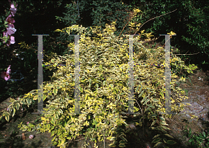 Picture of Forsythia viridissima var. koreana 'Seoul Gold'