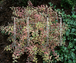 Picture of Hypericum x moserianum 'Tricolor'