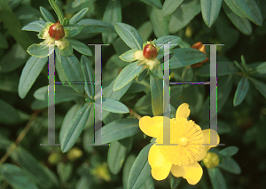 Picture of Hypericum frondosum 'Sunburst'