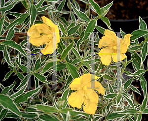 Picture of Hypericum  'Hidcote Variegata'