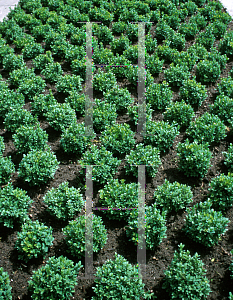 Picture of Buxus  'Bluer Heinz'