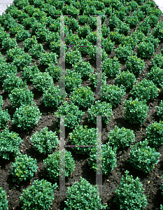 Picture of Buxus  'Bluer Heinz'