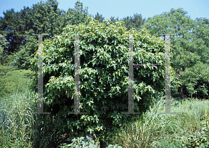 Picture of Liquidambar styraciflua 'Gumball (Lollipop)'