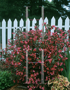 Picture of Weigela florida 'Alexandra (Wine & Roses)'