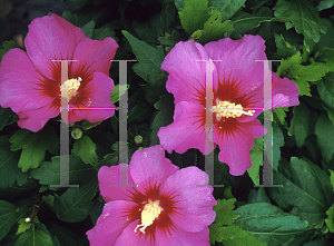 Picture of Hibiscus syriacus 'Floru(Violet Satin)'
