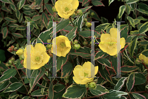 Picture of Hypericum x moserianum 'Tricolor'