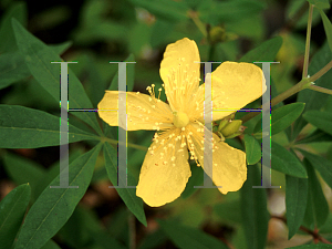 Picture of Hypericum pseudohenryi 