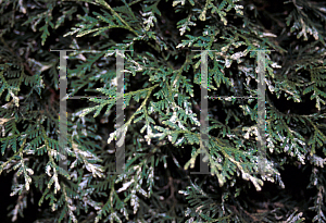 Picture of Thuja occidentalis 'Wans Dyke Silver'