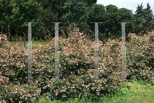 Picture of Abelia x grandiflora 